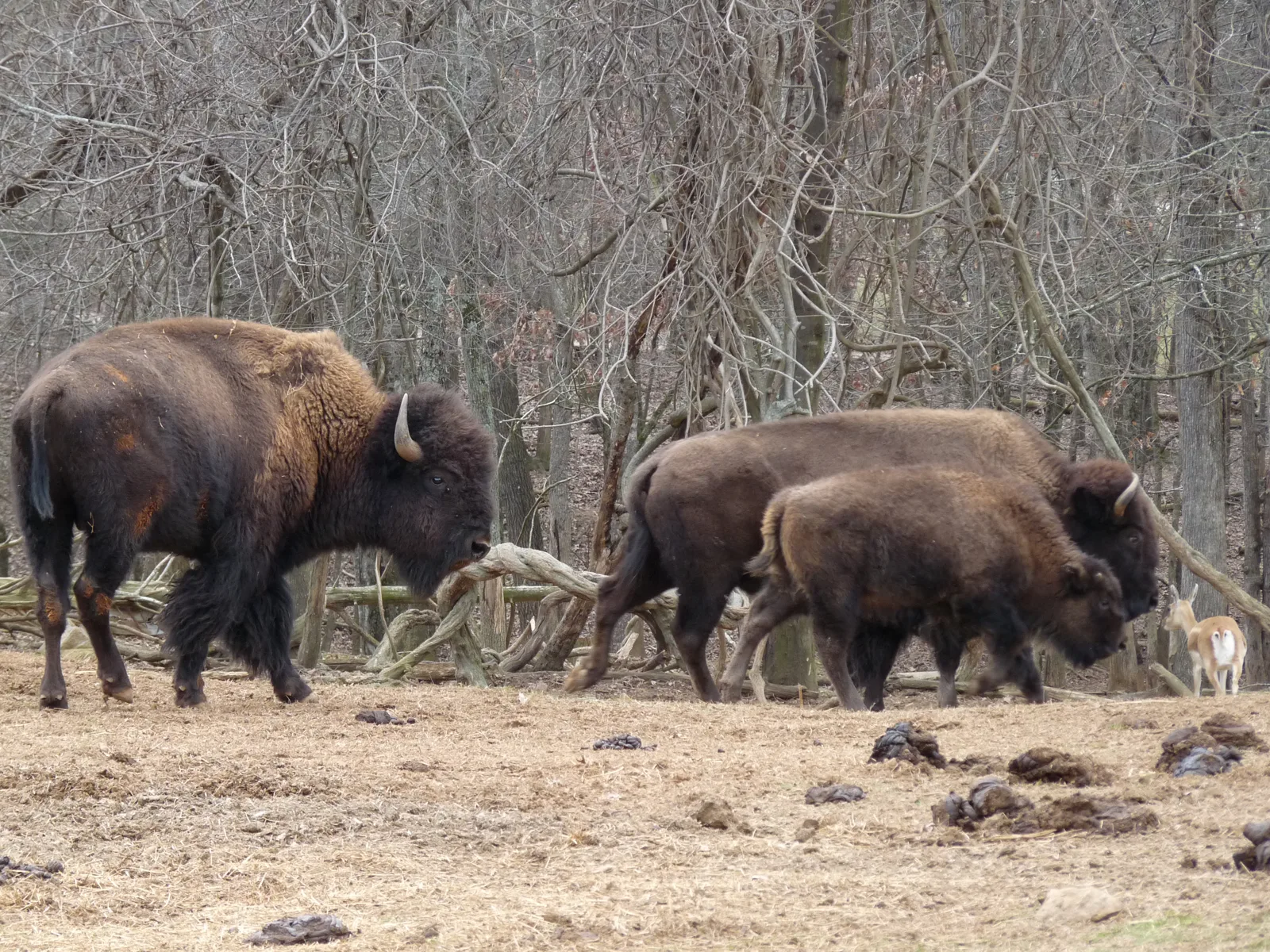 Bison at Lazy 5 Ranch, Mooresville Road. The picture does not show the wagon ride or Saturday's accident.