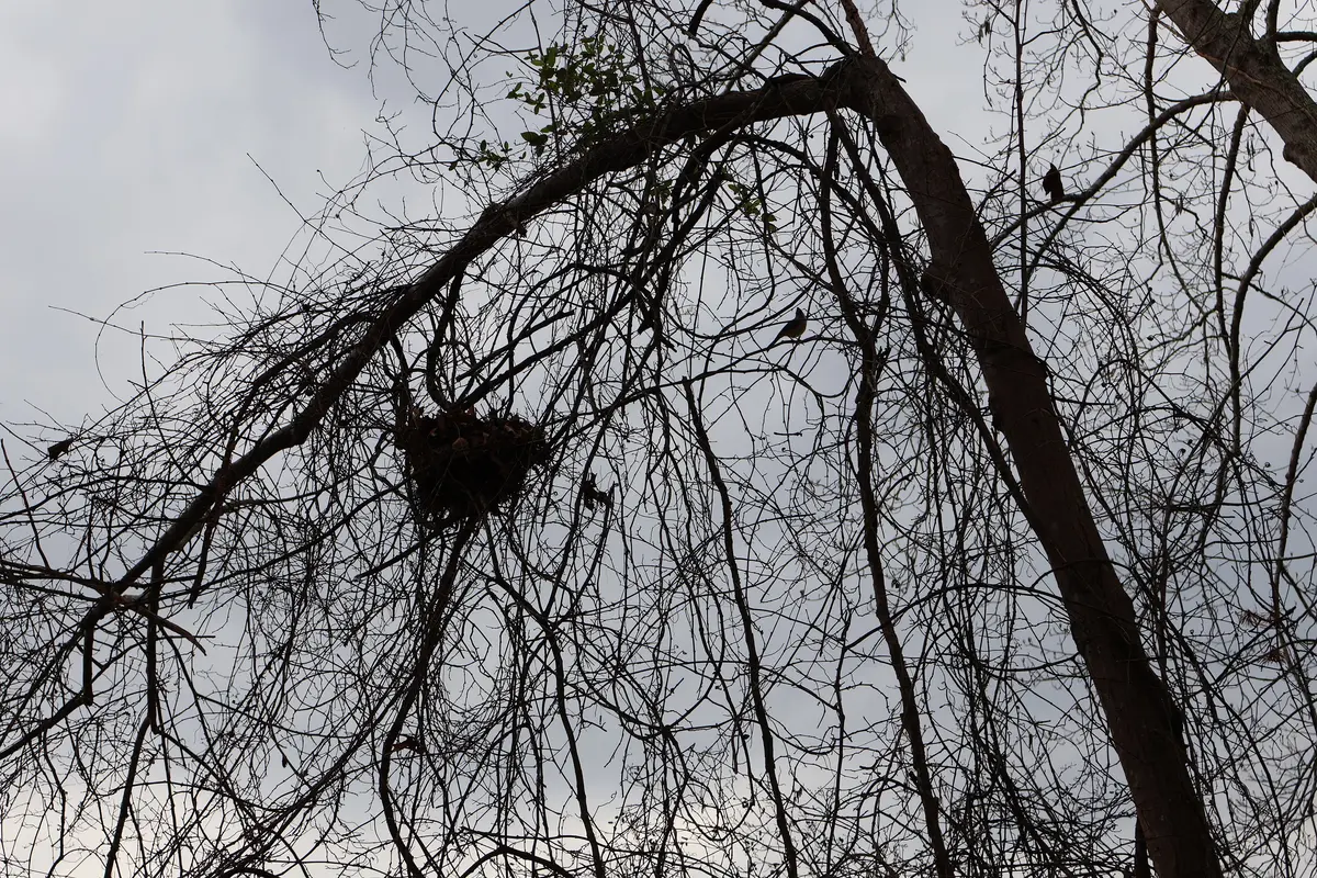 Bare branches against a gray sky in Lake Norman State Park, north of Mooresville