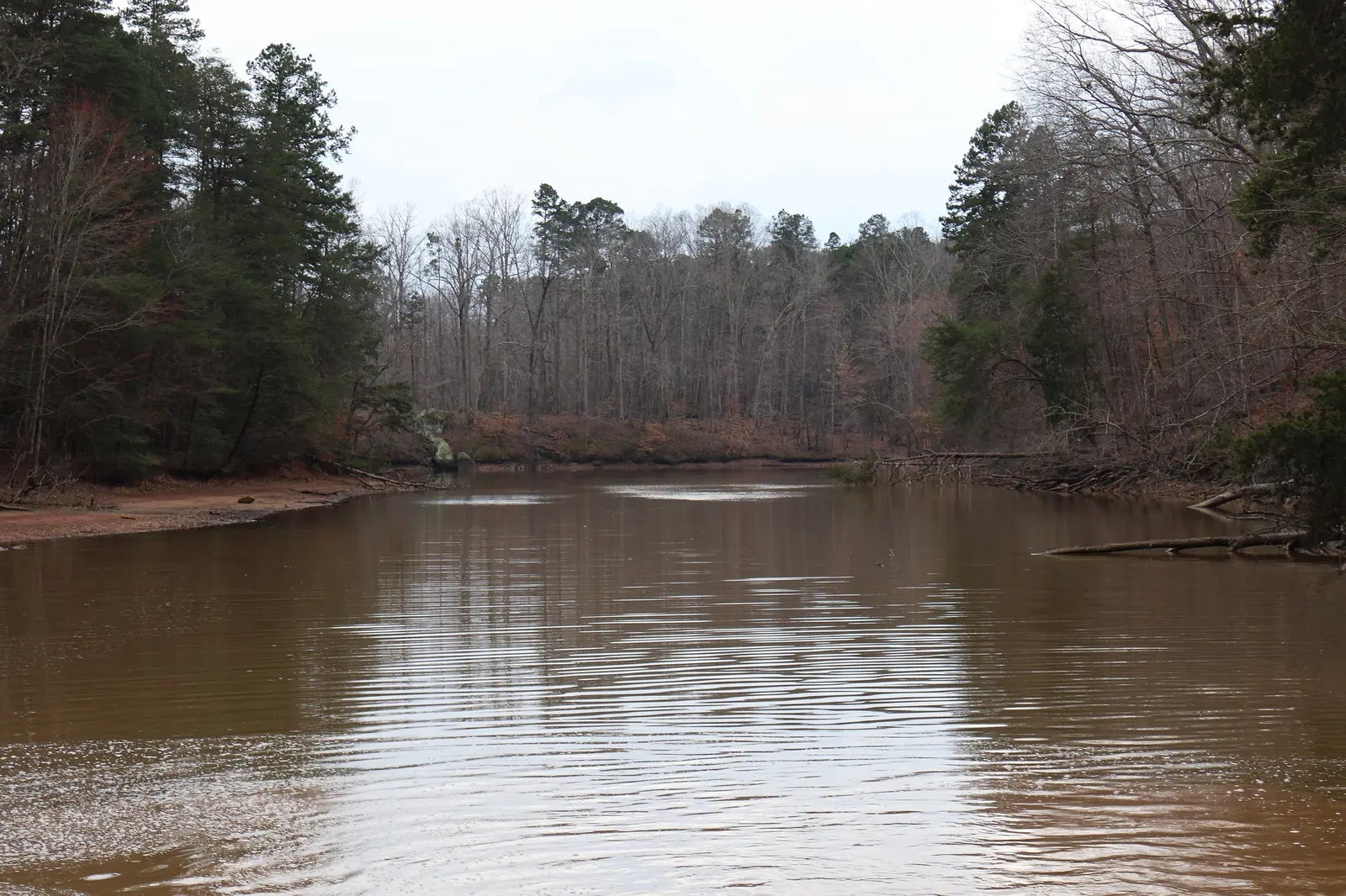 Wooded shoreline along the lake at Lake Norman State Park in Iredell County